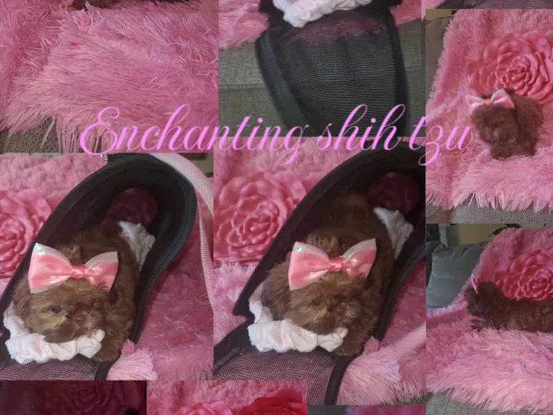 Enchanting Shih tzu