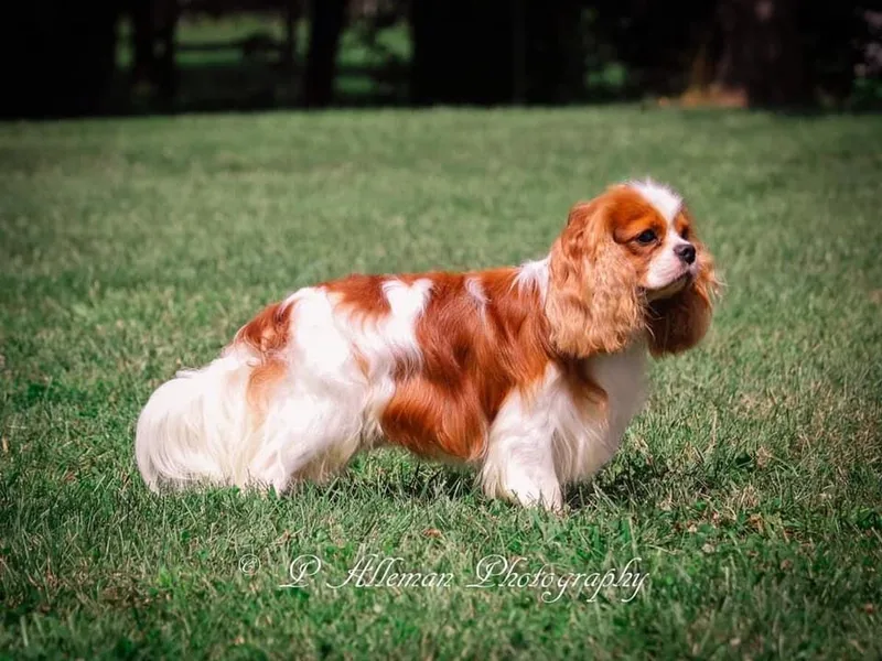 Enchanting Spirit, Cavaliers