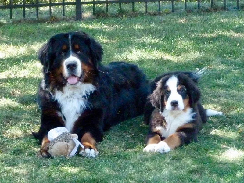 Encore Bernese Mountain Dogs