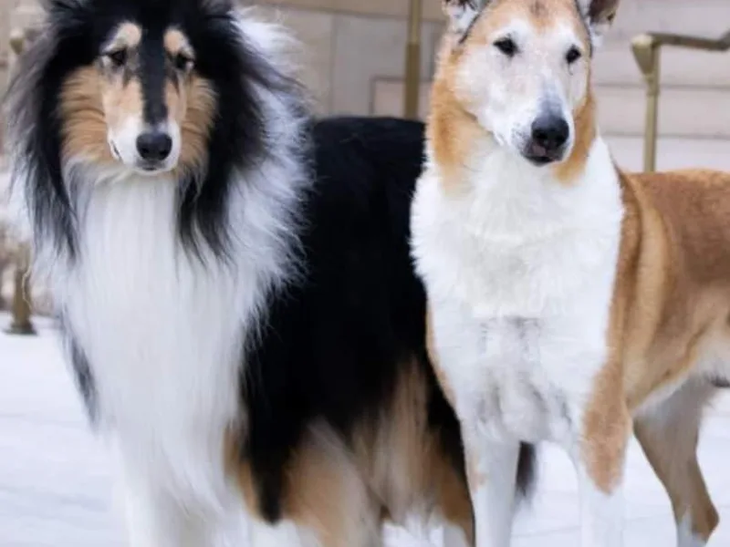 Encore Collies