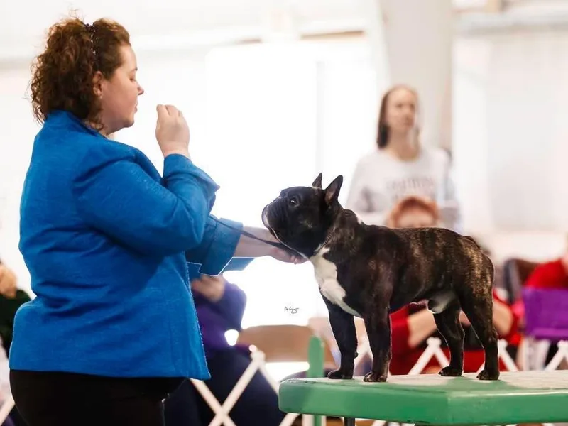 Encore French Bulldogs