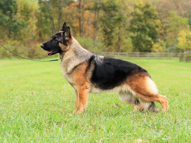 Encore German Shepherds photo 1