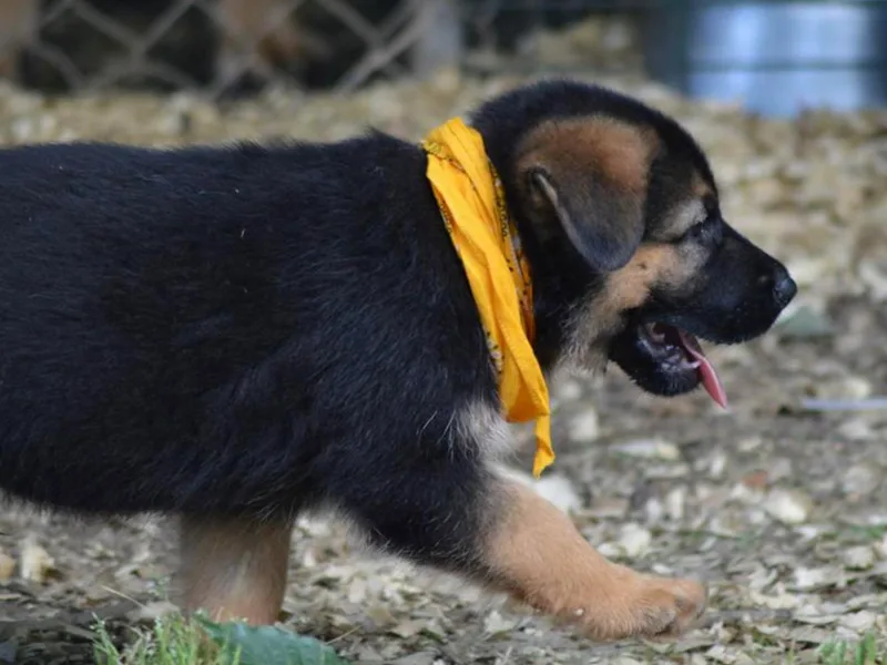 End of the Trail Farm &amp; Kennels