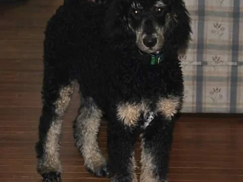 Endearing Standard Poodles