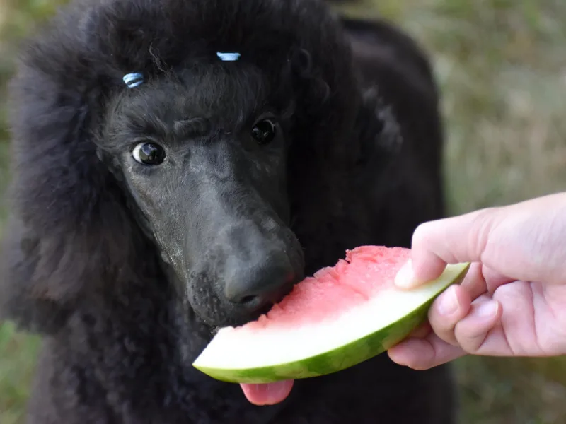 Endeavor Standard Poodles