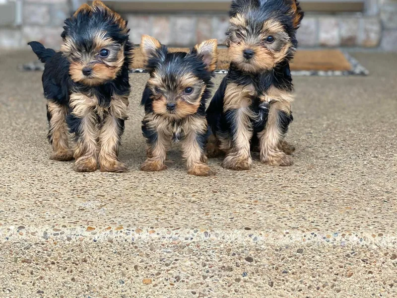 Endeavor Yorkshire Terriers