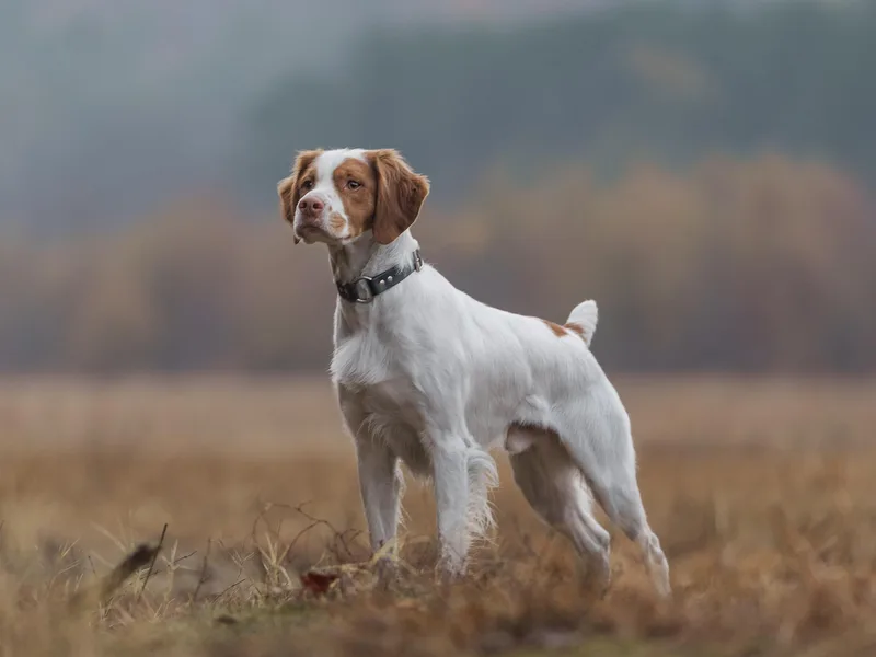 Endellion Brittany’s