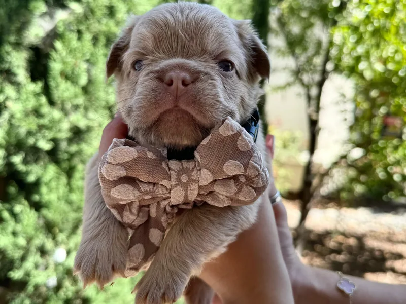 Endless Frenchies