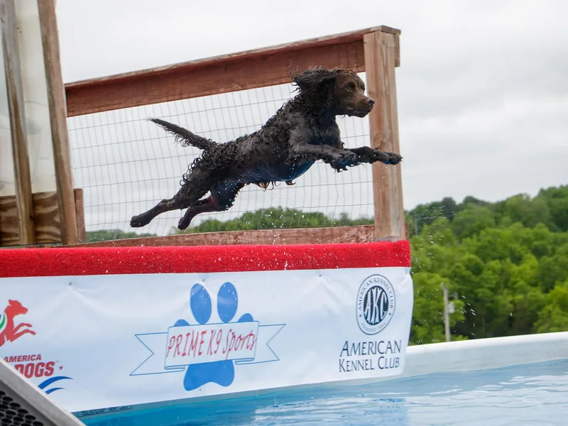 Endless Limits Water Spaniels