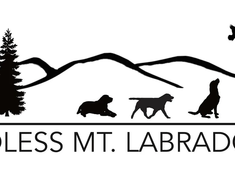 Endless Mountain Labradors