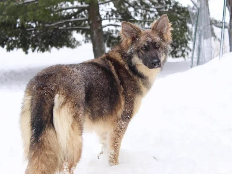 Endless Mountains German Shepherds photo 1