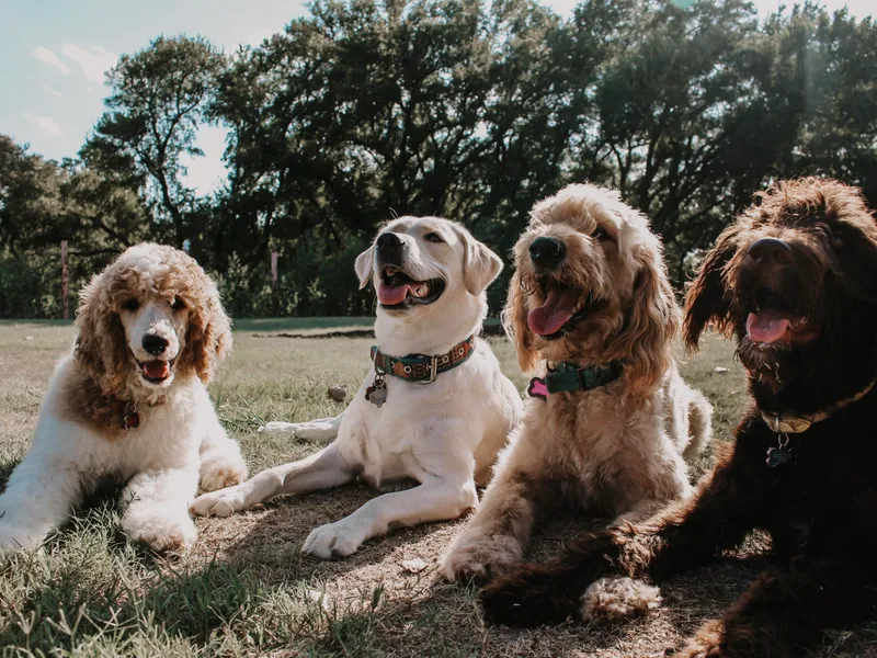 Endless Pawsabilities Breeding and Training