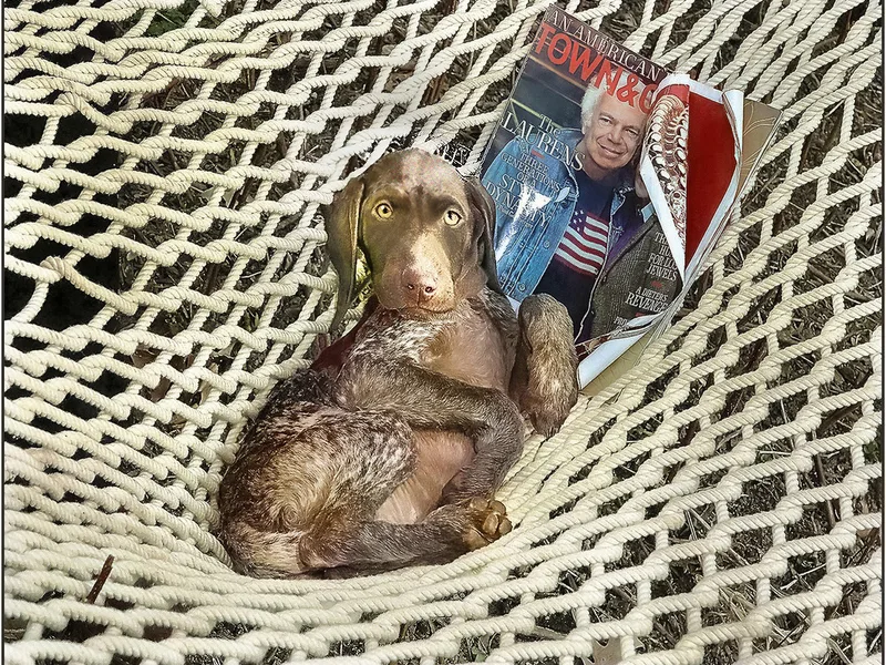 Enfield German Shorthairs