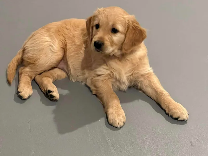 Engelman’s Golden Nuggets