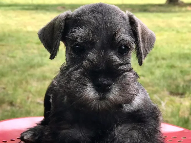 England's AKC Miniature schnauzers