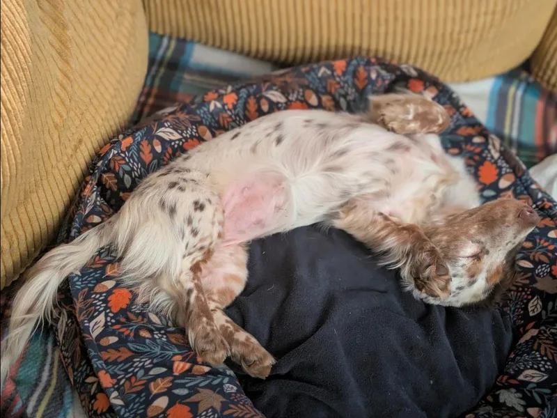 Englehaus Dachshunds