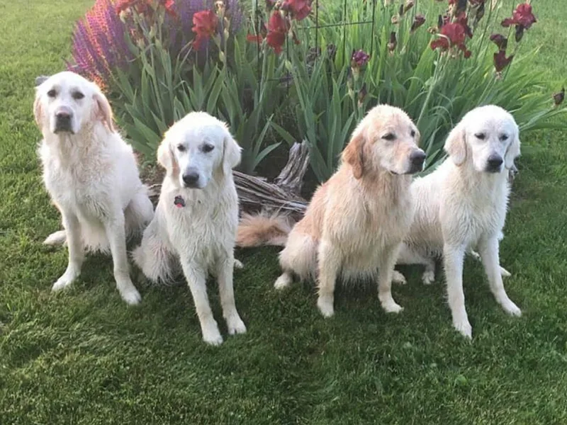 English Acres English Golden Retrievers