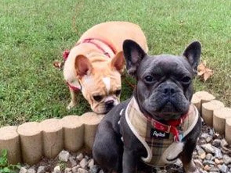 English and Frenchie kennels