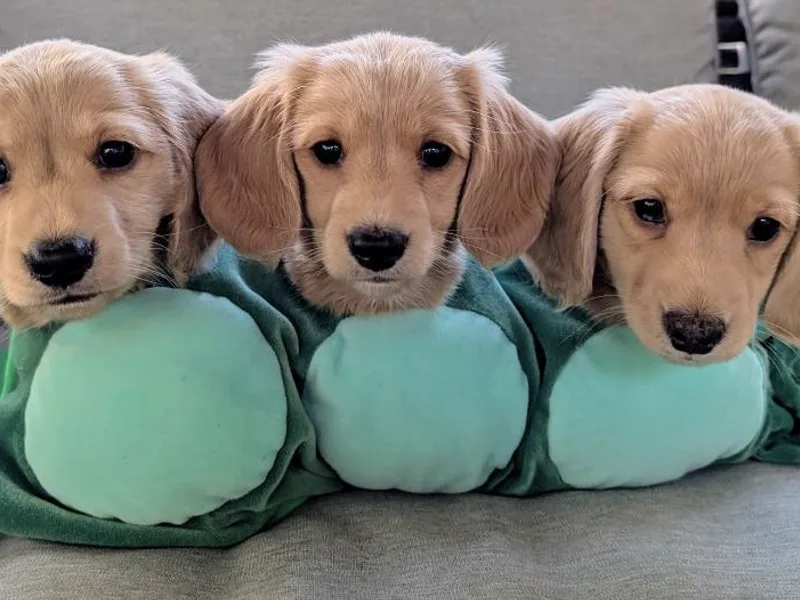 English Cream Dream Dachshunds