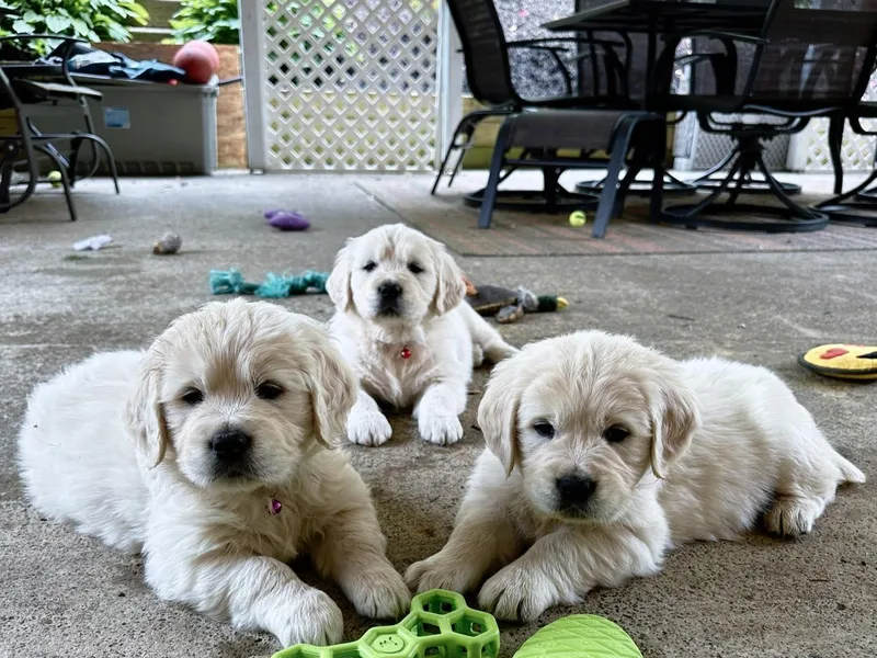 English Creams of Morningstar