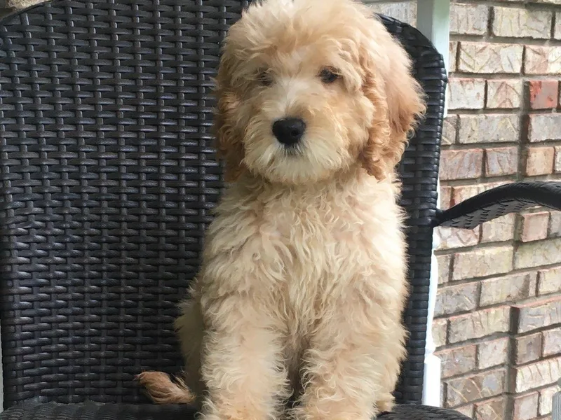 English Manor Labradoodles