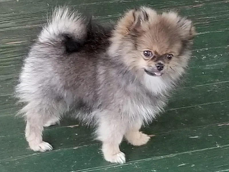 English Rose Poms