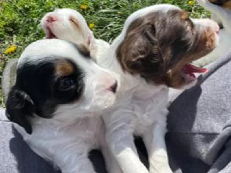 English Setter Farms