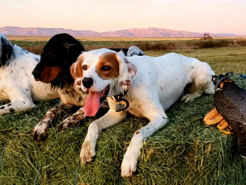 English Setters of the Eyrie