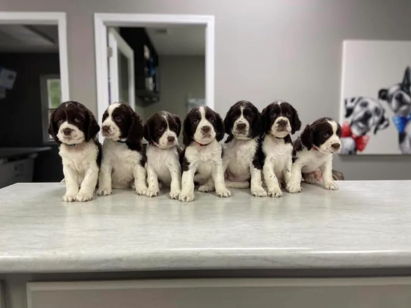English Springer Spaniels at Lands Lodge