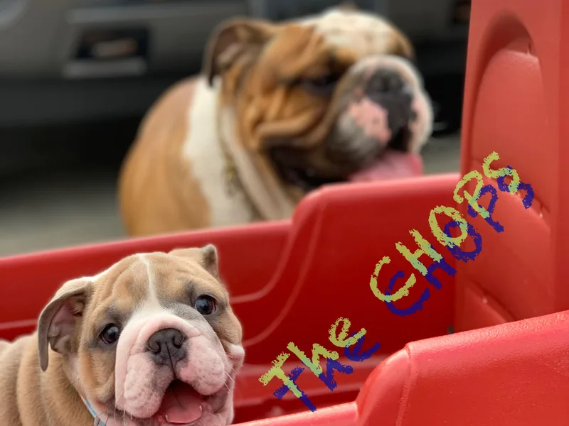 English Wiggle Butts