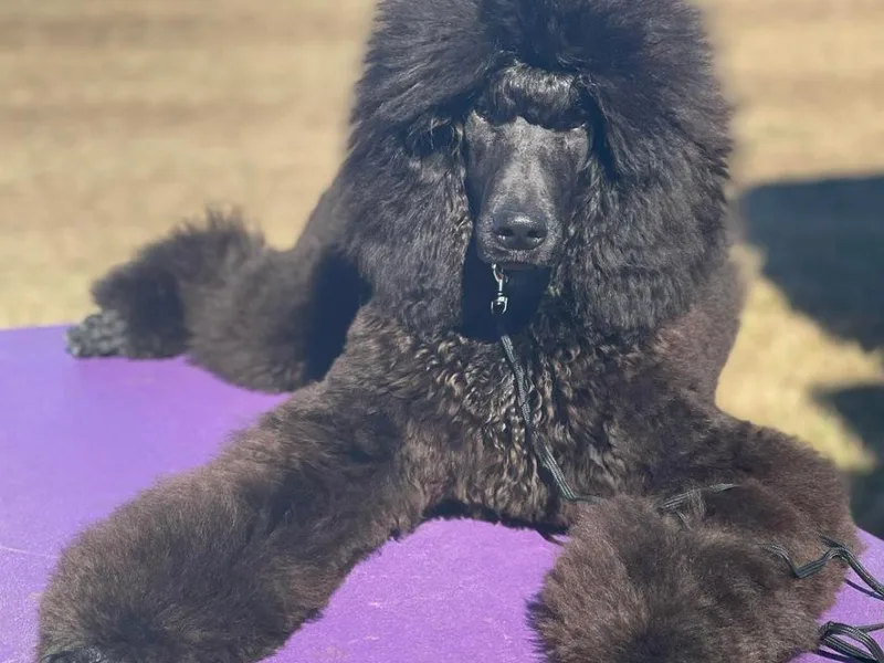 Enjoy Life Poodles