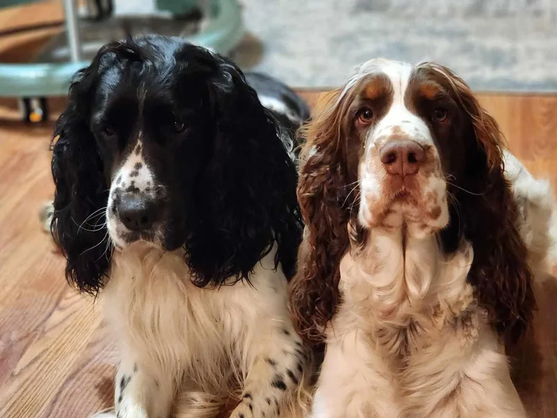 Enos Ranch Springer Spaniels / Plaquard Creek Ranch