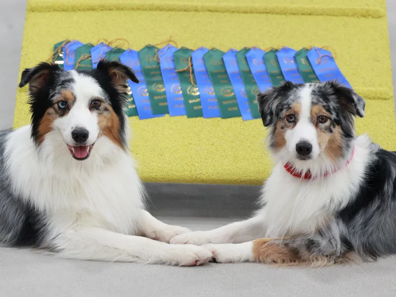 Enroute Australian Shepherds