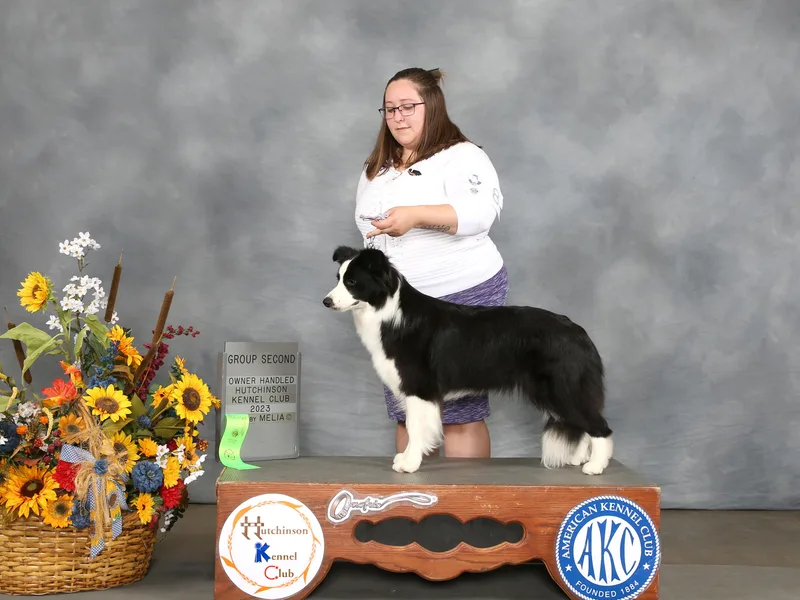 Ensemble Border Collies