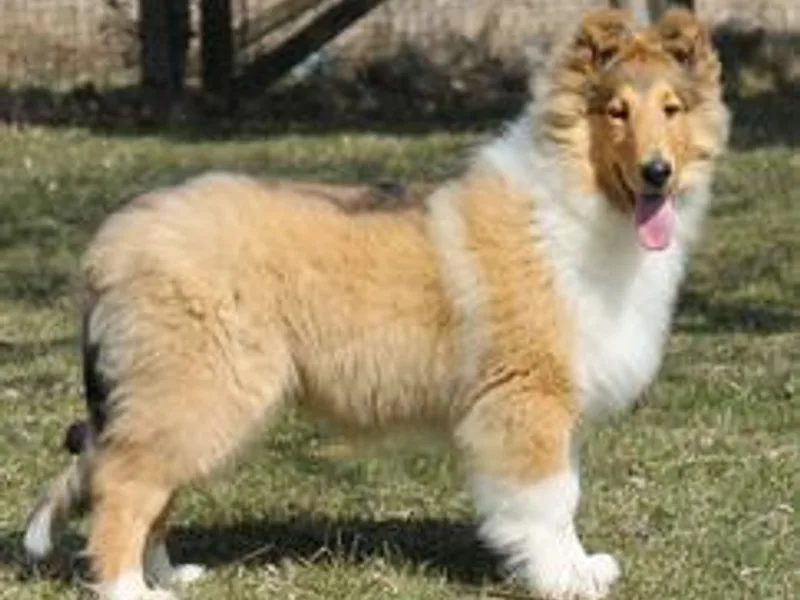 Enterprise Collies Of Distinction