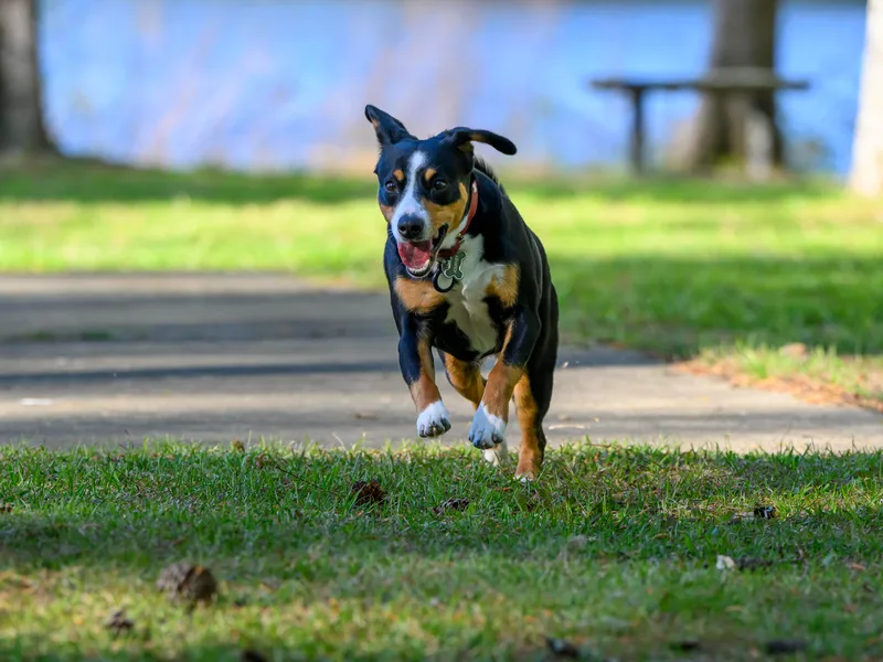 Entles Edge Entlebucher Mountain Dogs, LLC