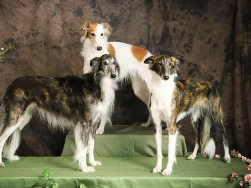 Entourage Silken Windhounds photo 1