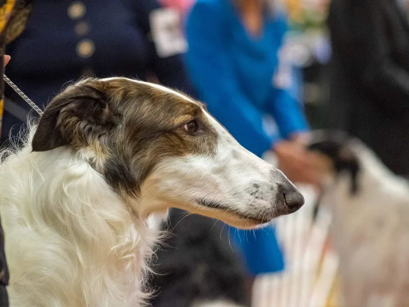 Envious Borzoi