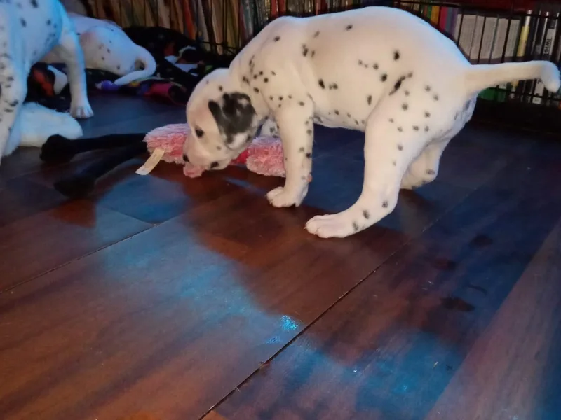 Eola Farms Dalmatians