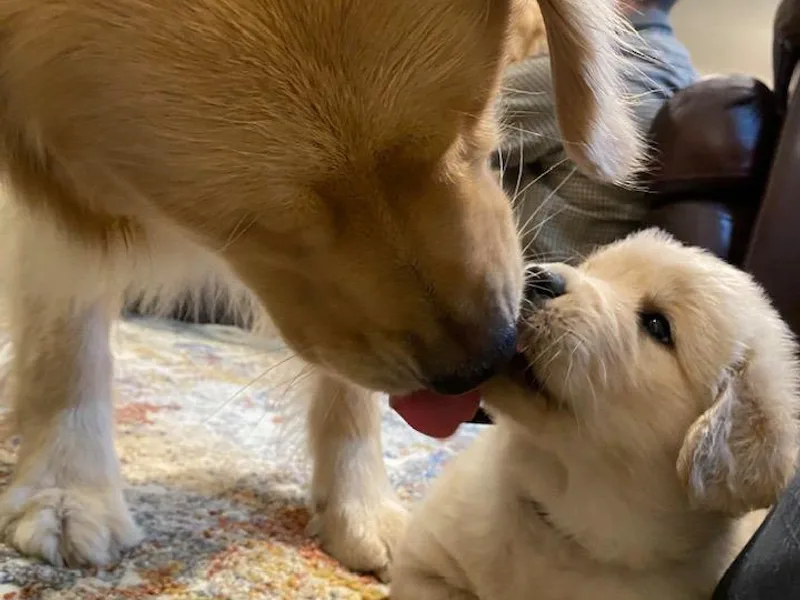 EP's Golden Retrievers
