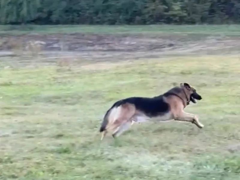 EPIC German Shepherds