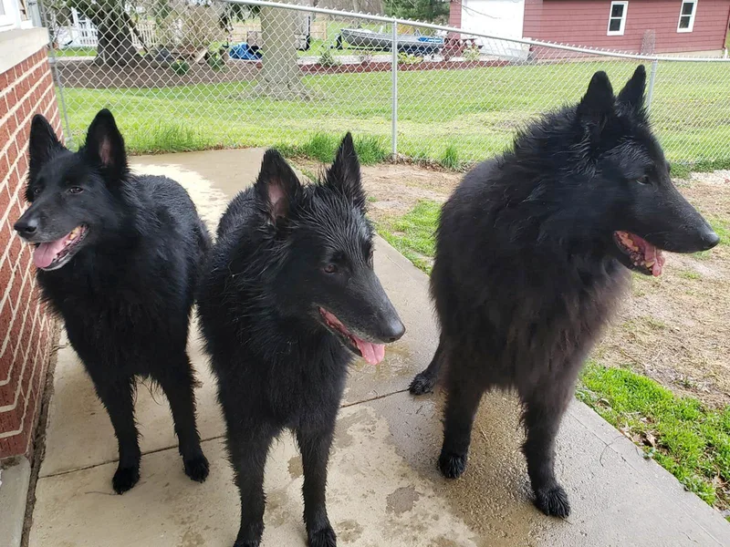 Epic Taylz Belgian Sheepdogs