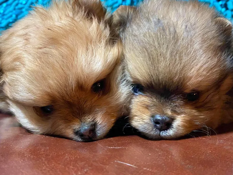 Epiphany Pomeranians