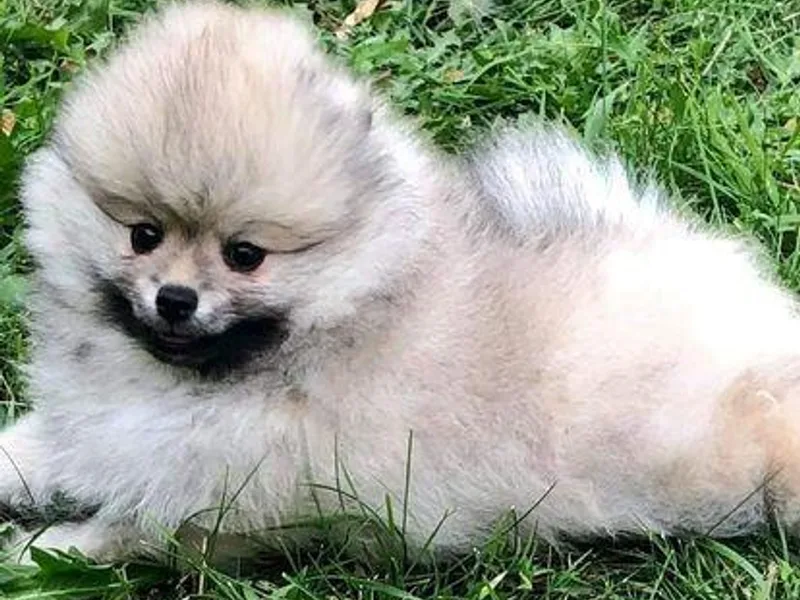 Epiphany Pomeranians