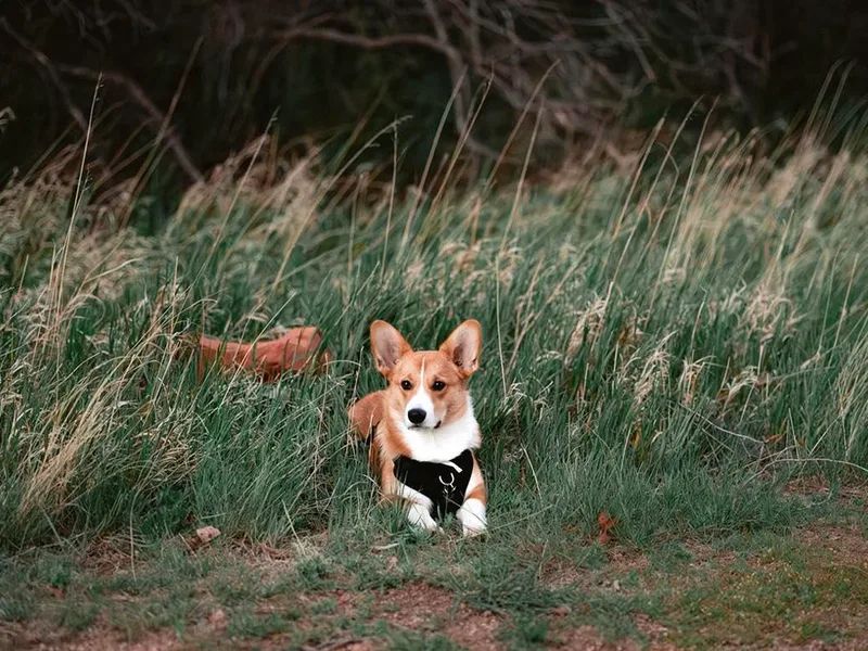 Episode Corgis
