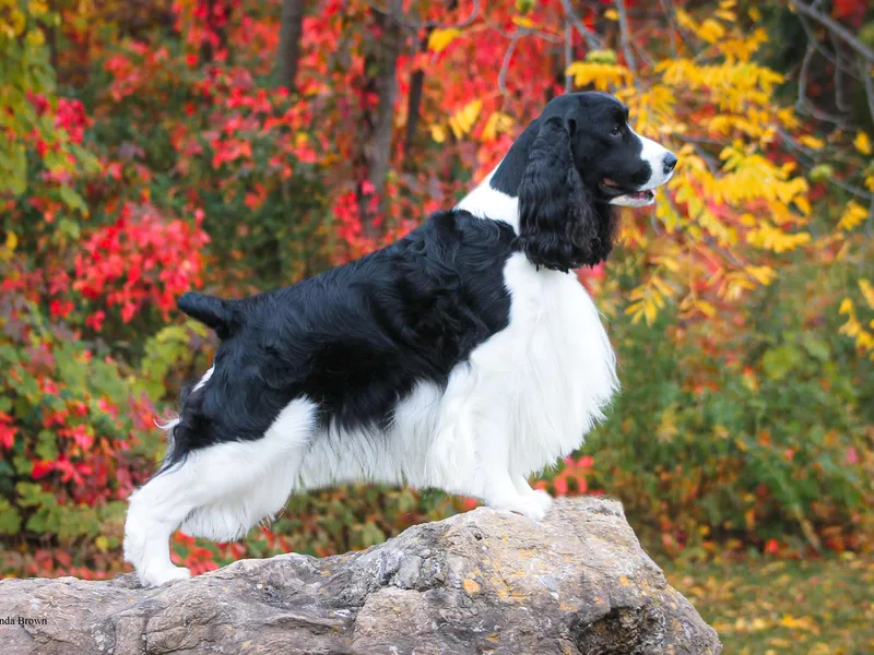 Epoch English Springer Spaniels