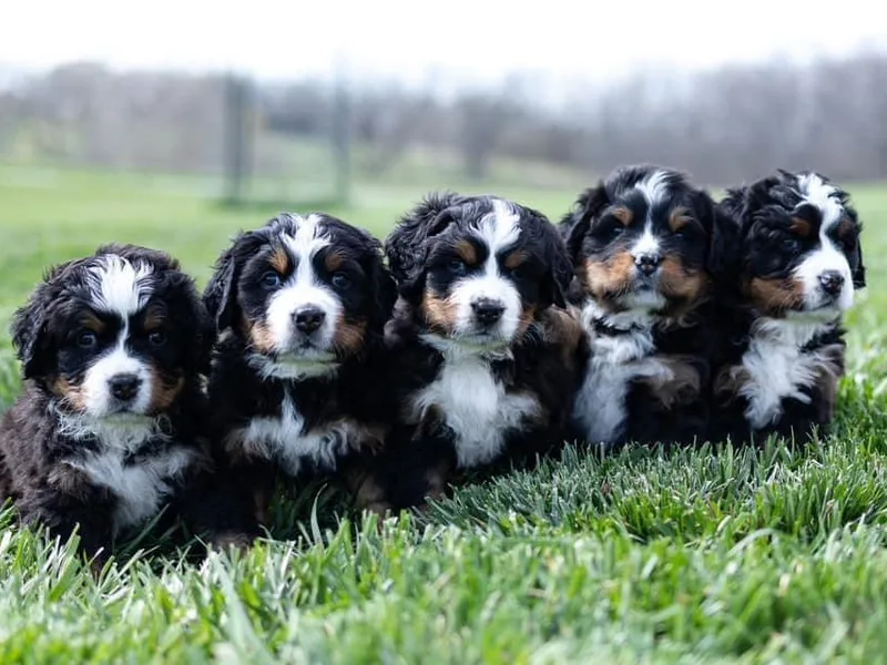 Epona Bernese Mountain Dogs