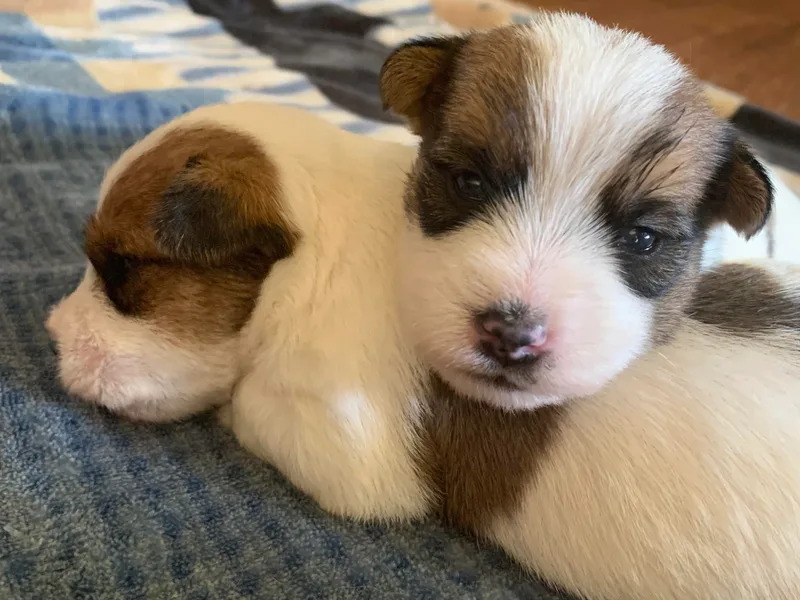 Equipage Russell Terriers photo 1