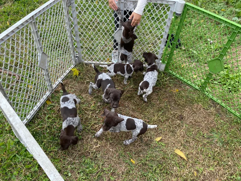 Eric and Michelle's GSP