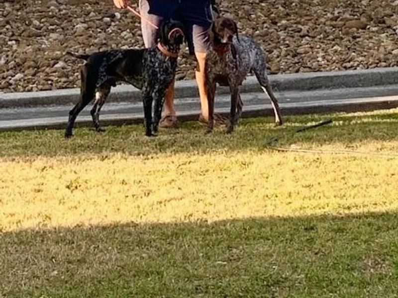 Eric's German Shorthaired Pointers photo 1